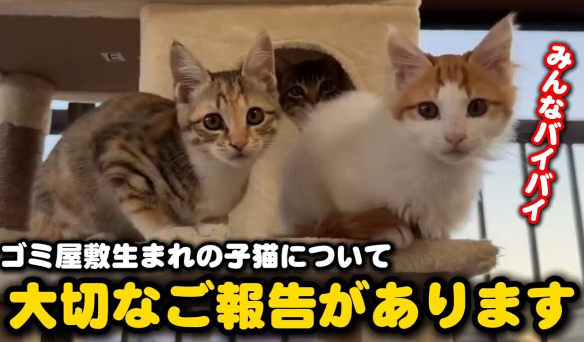 ゴミ屋敷生まれの子猫について嬉しいご報告があります