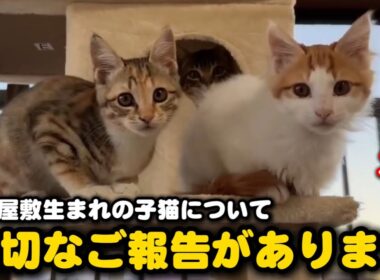 ゴミ屋敷生まれの子猫について嬉しいご報告があります