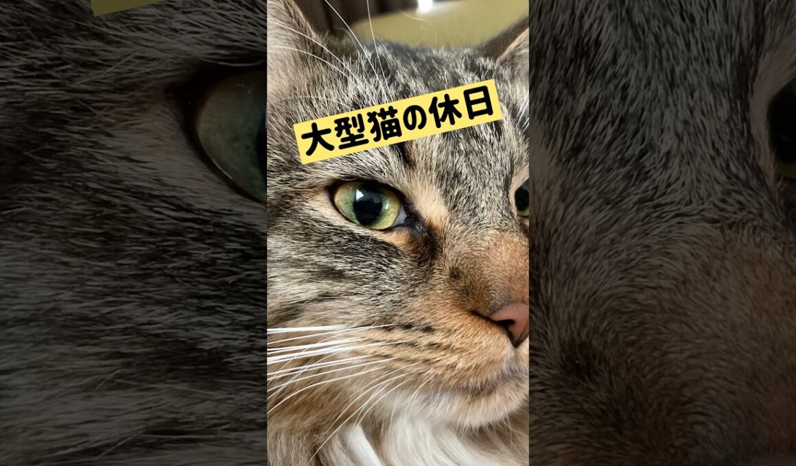 メインクーンの休日 #cat #猫のいる暮らし #ねこのいる生活 #猫動画 #shorts