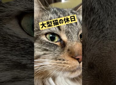 メインクーンの休日 #cat #猫のいる暮らし #ねこのいる生活 #猫動画 #shorts