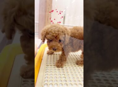 【ソマリ】【トイプードル】相性の良いソマリちゃんとトイプードルちゃん