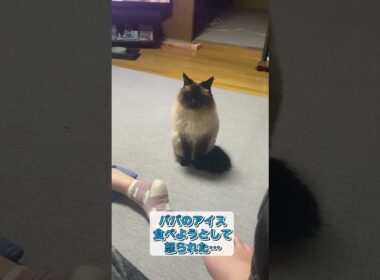 反省してる感　 #猫 #シャムミックス