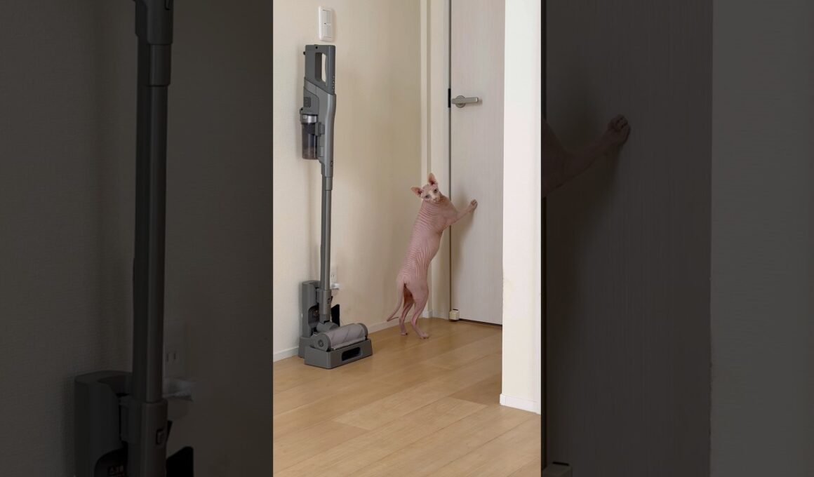 ドアを開けてほしくて鳴く猫アレクサンドラ【スフィンクス】