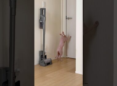 ドアを開けてほしくて鳴く猫アレクサンドラ【スフィンクス】