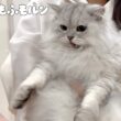 怒った猫を爪切りする方法は… 【サイベリアン】
