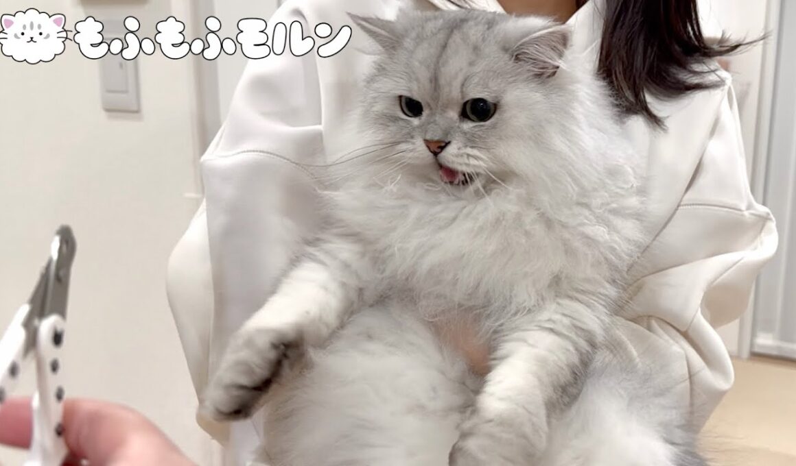 怒った猫を爪切りする方法は… 【サイベリアン】