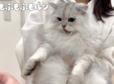 怒った猫を爪切りする方法は… 【サイベリアン】