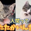 【152保護子猫】真冬の路上で消えかけていた２つの命を掬い上げた人の温もり⭐︎遠い場所で同時に保護された２匹の不思議なご縁㊗️