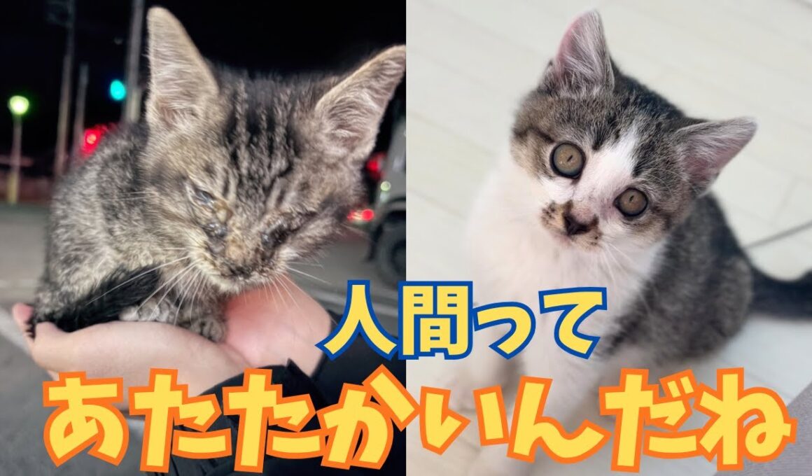 【152保護子猫】真冬の路上で消えかけていた２つの命を掬い上げた人の温もり⭐︎遠い場所で同時に保護された２匹の不思議なご縁㊗️