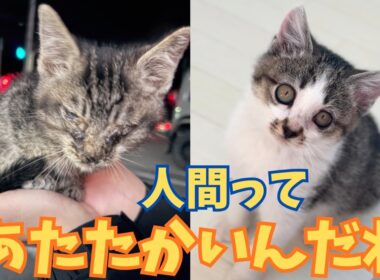 【152保護子猫】真冬の路上で消えかけていた２つの命を掬い上げた人の温もり⭐︎遠い場所で同時に保護された２匹の不思議なご縁㊗️