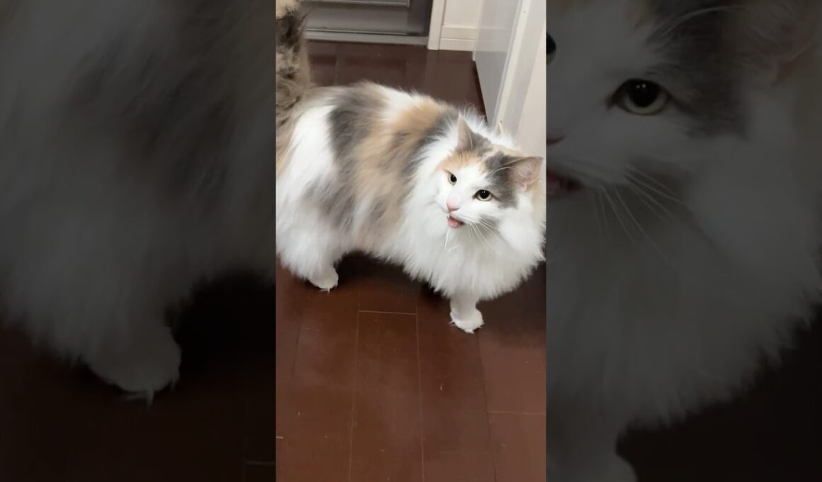 ノルウェージャンフォレストキャットの鳴き声が可愛すぎる　 #猫のきなこもち