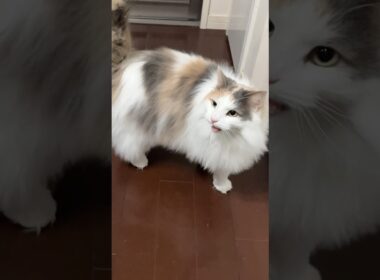 ノルウェージャンフォレストキャットの鳴き声が可愛すぎる　 #猫のきなこもち