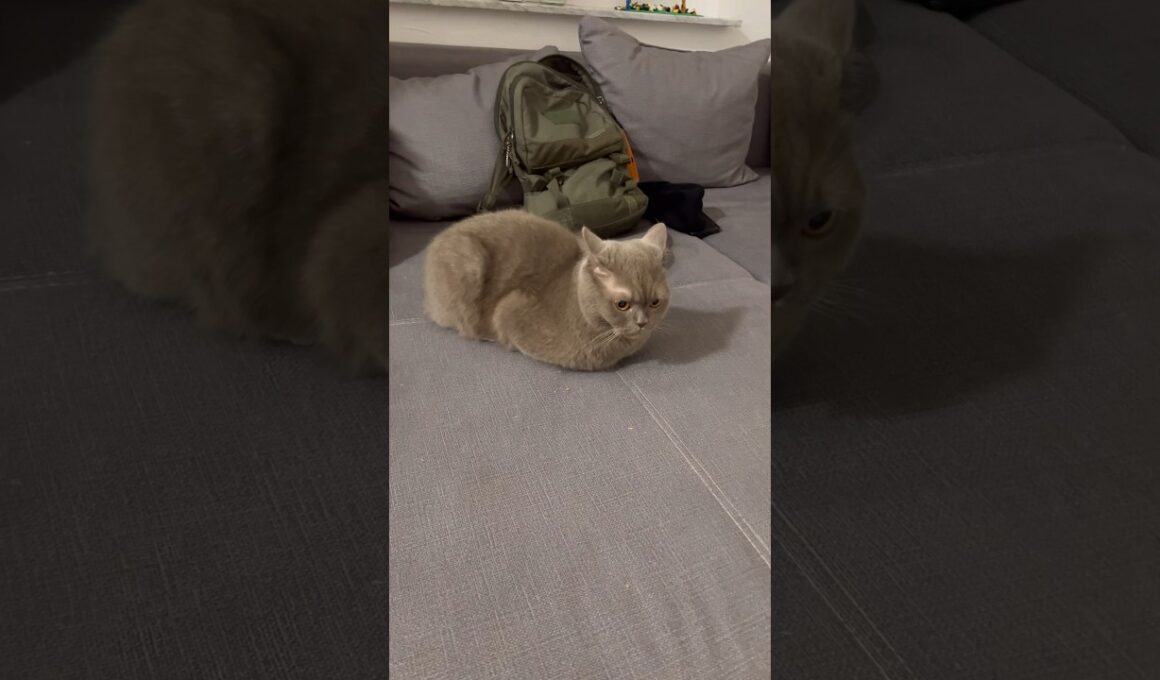 Pablo as a brown looking loaf