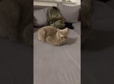 Pablo as a brown looking loaf