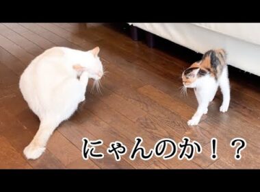 仲良くしたいのになぜか威嚇する子猫
