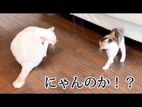 仲良くしたいのになぜか威嚇する子猫