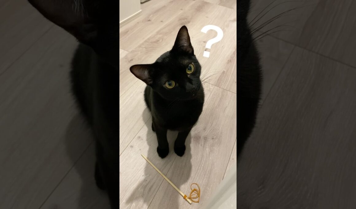 首をかしげる黒猫ボンベイ　#子猫 #cat #ねこ #ねこのいる生活 #ねこのいる暮らし #ねこ動画 #猫 #猫好きさんと繋がりたい #かわいい #癒やし #甘えん坊