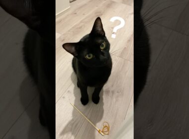 首をかしげる黒猫ボンベイ　#子猫 #cat #ねこ #ねこのいる生活 #ねこのいる暮らし #ねこ動画 #猫 #猫好きさんと繋がりたい #かわいい #癒やし #甘えん坊