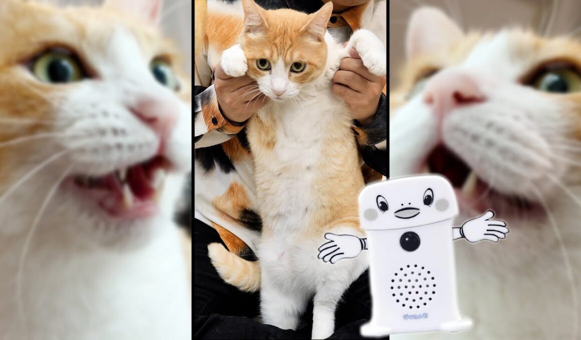 【呼び込み君】スーパーで流れてる例の曲で踊らされる猫　＃Shorts