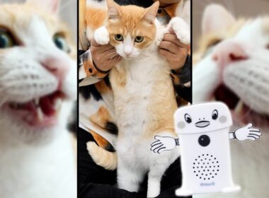 【呼び込み君】スーパーで流れてる例の曲で踊らされる猫　＃Shorts