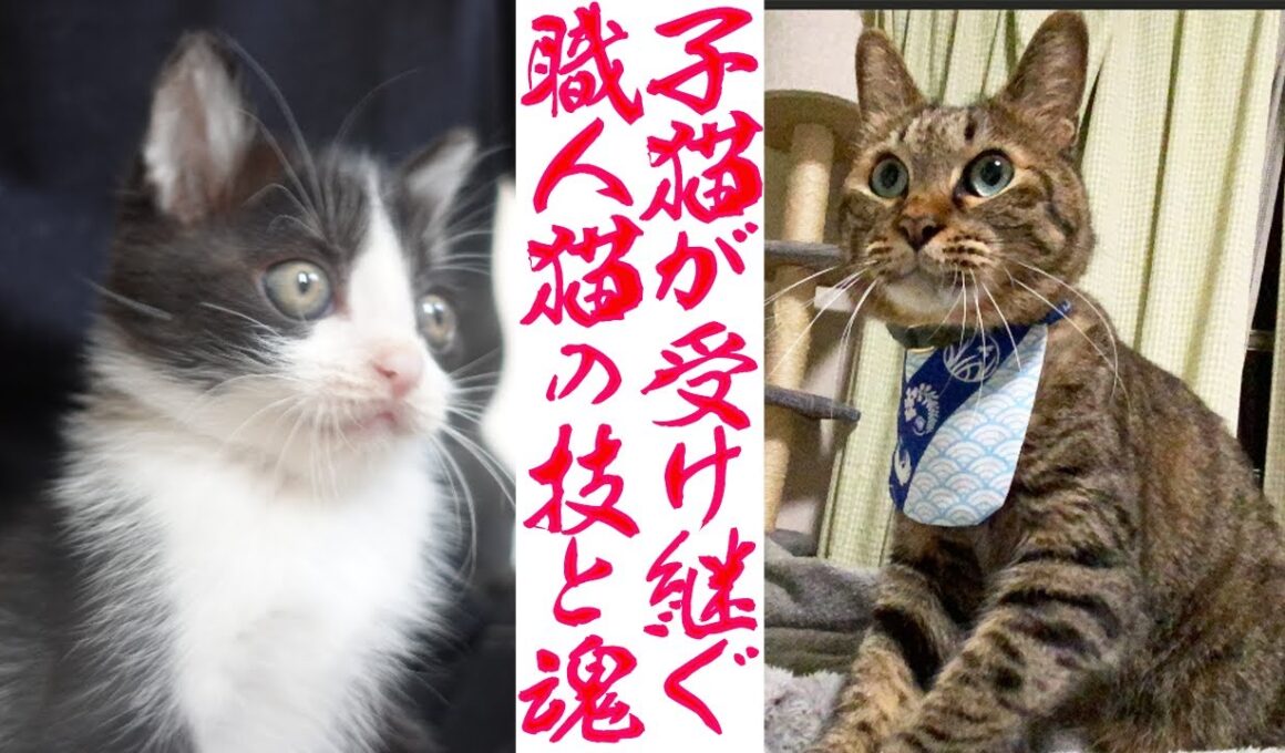 保護子猫、伝統のワザと魂を受け継ぐ　The Udon kitties