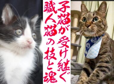 保護子猫、伝統のワザと魂を受け継ぐ　The Udon kitties