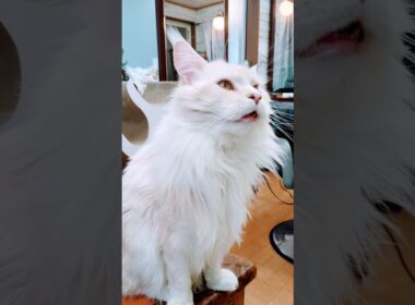 メインクーン、営業中、接客猫様