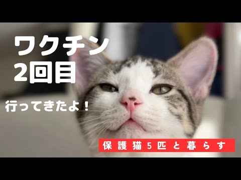 【保護猫と暮らす】子猫、2回目ワクチン行ってきました