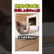 世渡り術を既に体得した赤ちゃん猫 #ねこ#猫 #赤ちゃん猫#猫動画 #かわいい #猫好き #子猫 #癒し