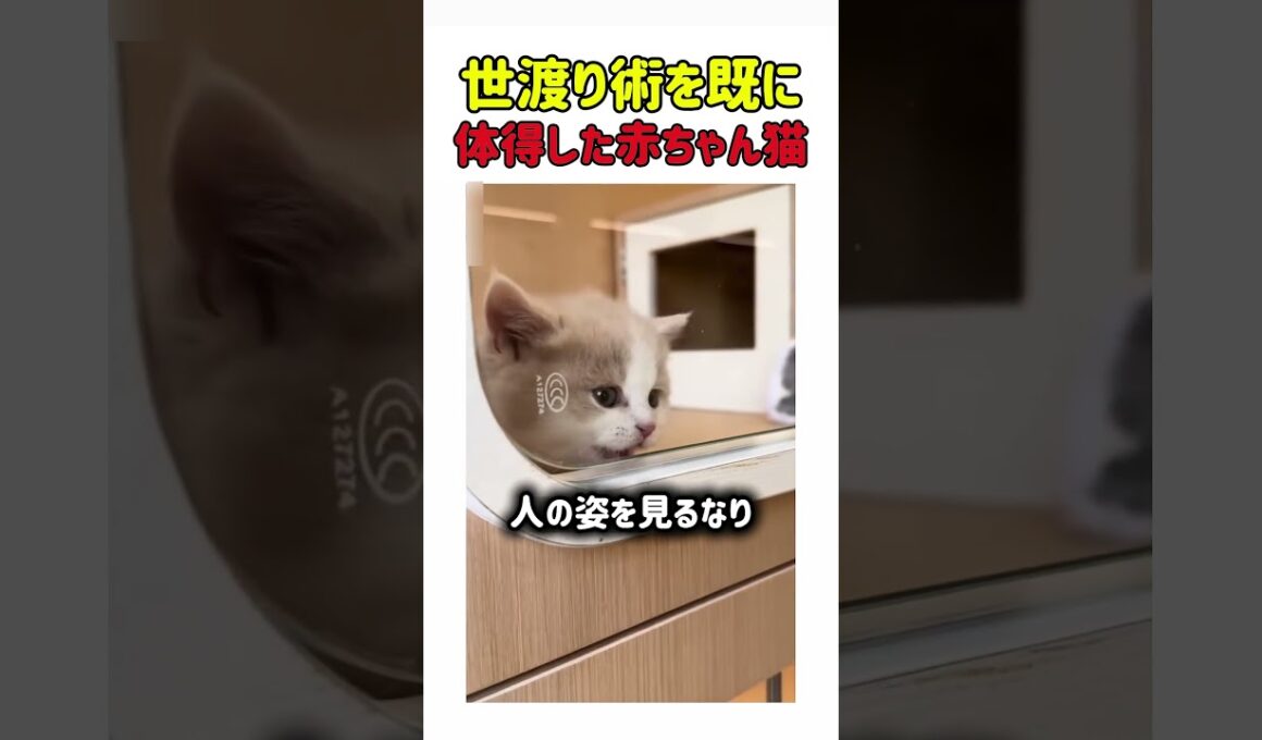 世渡り術を既に体得した赤ちゃん猫 #ねこ#猫 #赤ちゃん猫#猫動画 #かわいい #猫好き #子猫 #癒し