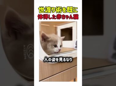 世渡り術を既に体得した赤ちゃん猫 #ねこ#猫 #赤ちゃん猫#猫動画 #かわいい #猫好き #子猫 #癒し