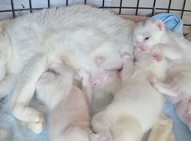 生後17日 おっぱい争奪戦が激しすぎる子猫【白玉ちゃん日記#20】Kittens fight over their mother's milk