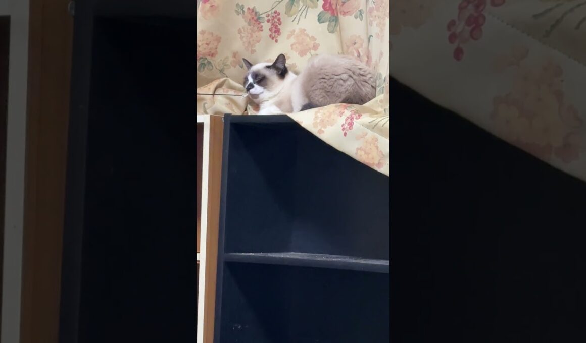 カーテンを敷き布団にするシャム猫のパンダ。目が、ピカ