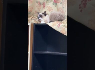 カーテンを敷き布団にするシャム猫のパンダ。目が、ピカ