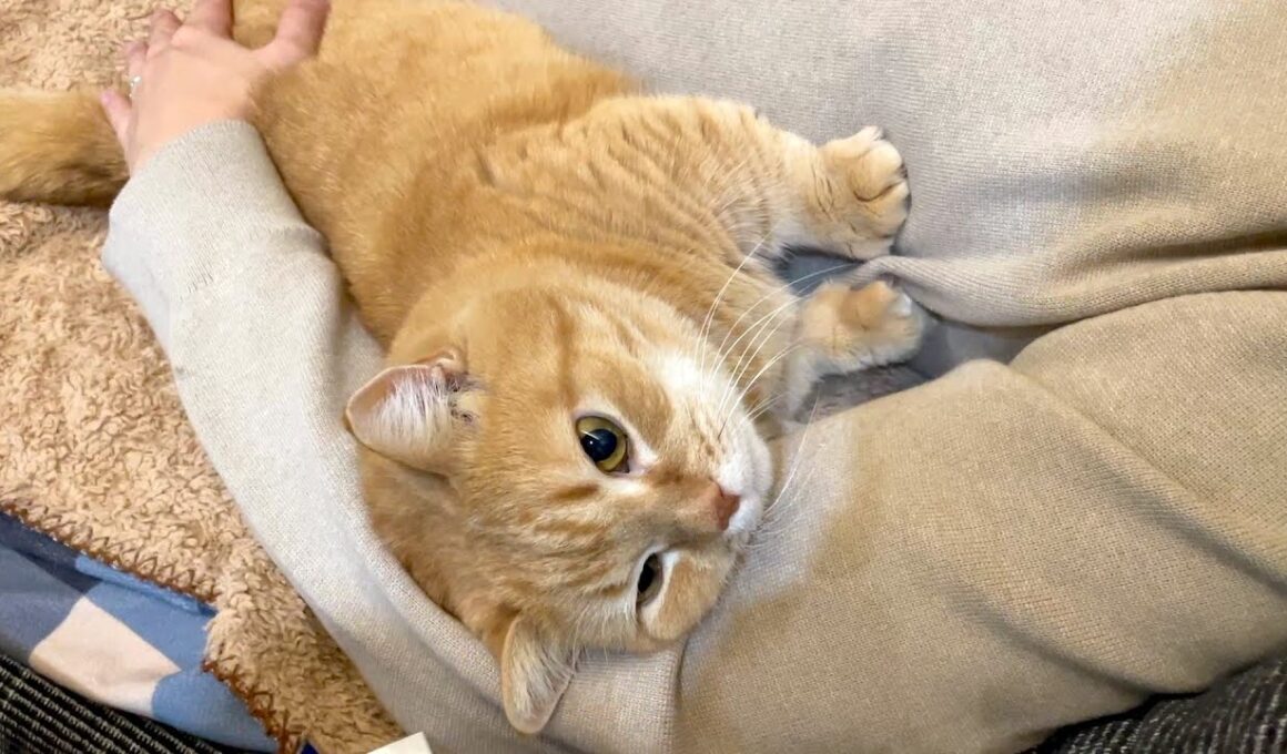 猫を飼っている人はニットを着てはいけない理由…