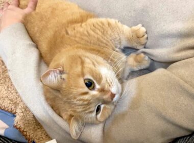 猫を飼っている人はニットを着てはいけない理由…