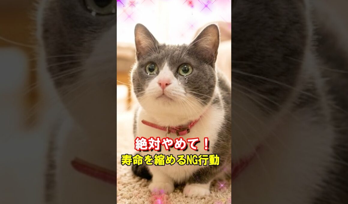 絶対やめて！寿命を縮めるNG行動 #保護猫 #猫のいる暮らし #猫の飼い方