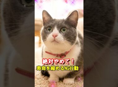 絶対やめて！寿命を縮めるNG行動 #保護猫 #猫のいる暮らし #猫の飼い方