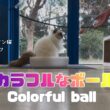 バーマン猫ラフ【カラフルなボール】Colorful ball（バーマン猫）Birman/Cat