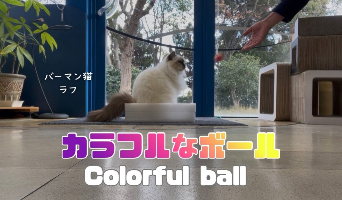 バーマン猫ラフ【カラフルなボール】Colorful ball（バーマン猫）Birman/Cat