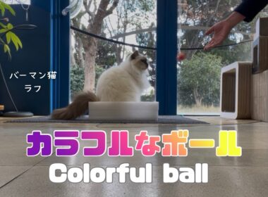 バーマン猫ラフ【カラフルなボール】Colorful ball（バーマン猫）Birman/Cat