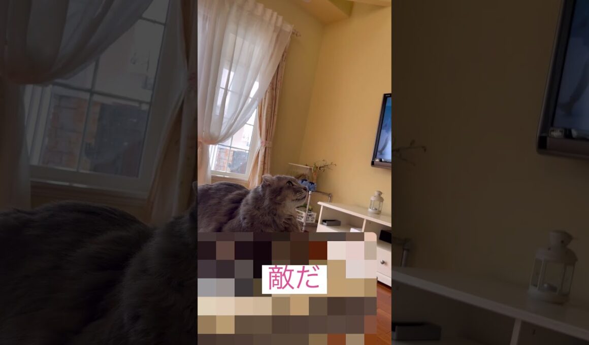 敵？ #ねこ動画 #アメリカンカール #shorts