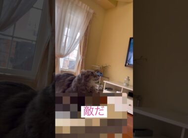 敵？ #ねこ動画 #アメリカンカール #shorts