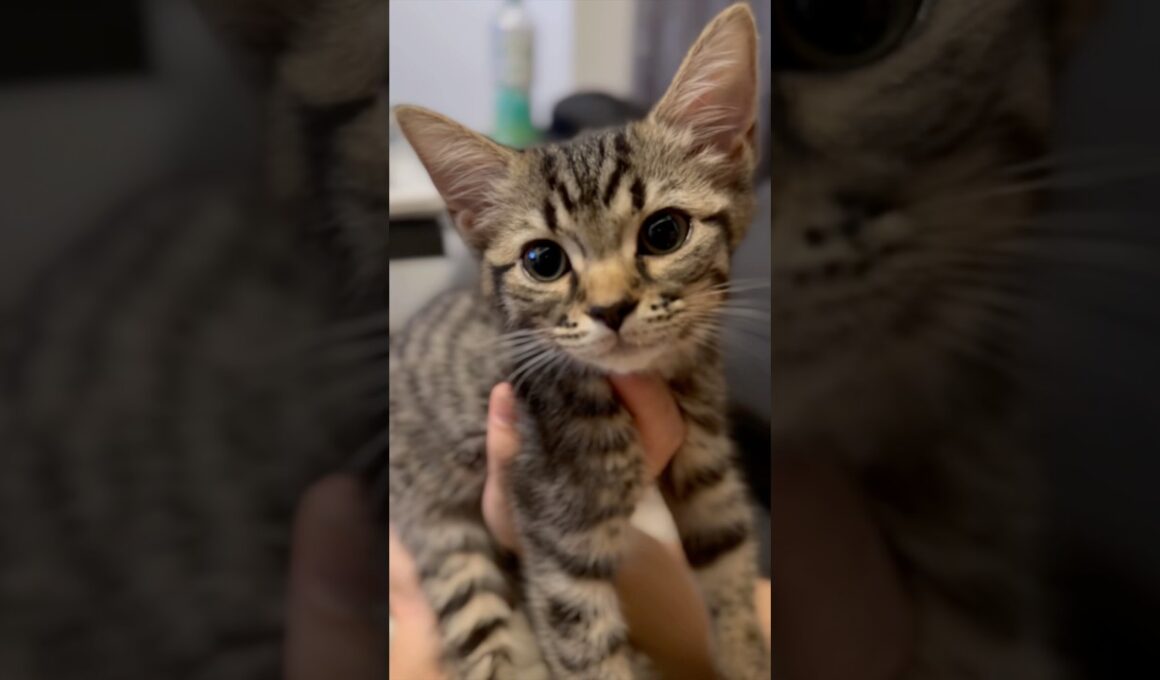 子猫時代も可愛すぎる #cat #猫 #ねこ