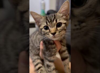 子猫時代も可愛すぎる #cat #猫 #ねこ