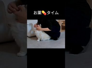 薬(ラプロス)もサプリも毎日がんばってて偉い🐱💪 #shorts #ラグドール #子猫 #猫のいる生活 #甘えん坊猫 #ぬいぐるみ猫