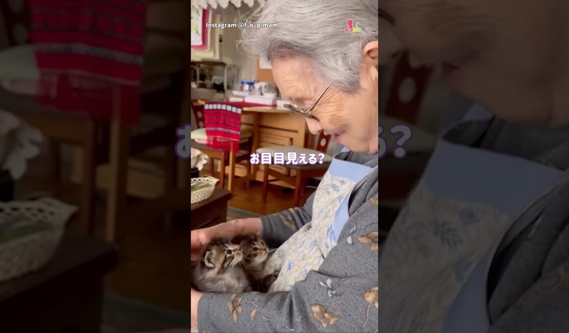 おばあちゃんと子猫たち