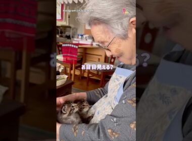 おばあちゃんと子猫たち