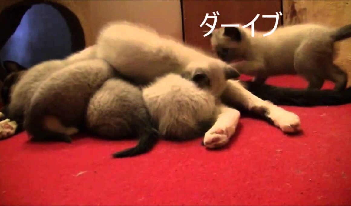 可愛いシャム（子猫）の兄弟♪　おかしな行動をとる子から目が離せないっ '▽'