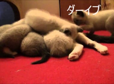 可愛いシャム（子猫）の兄弟♪　おかしな行動をとる子から目が離せないっ '▽'